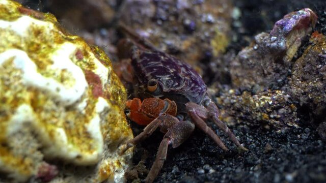 Side view of Red Claw Crab near dead coral.