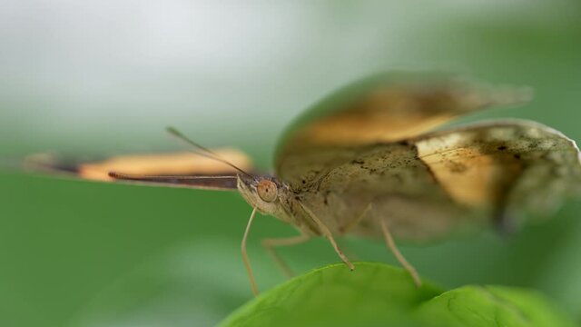 Cinematic macro of butterfly relaxing on green leaf in Nature,details shot