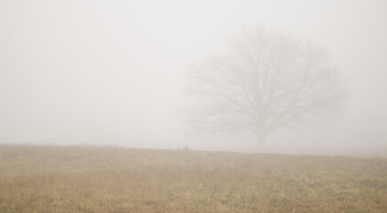 Obraz na płótnie Canvas Landscape with a tree on a foggy day.