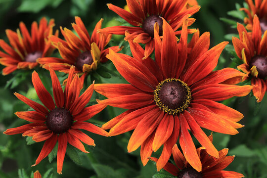 Beautiful blooming rudbeckia in August