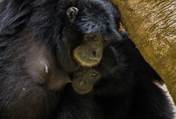 animal, zoo, mammal, wild, wildlife, baby, nature, black, sitting, looking, animals, face, endangered, pan troglodytes, white background, creature, forest, mother, hairy, captive, hand, fur, closeup, 