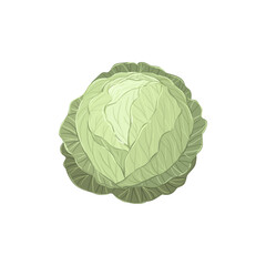 Green cabbage hand drawn vector illustration