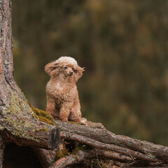 toy poodle dog sits on beautiful roots in the autumn forest and looks into the distance