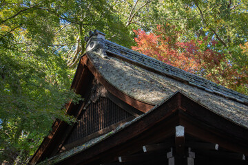 Fototapeta na wymiar 秋紅葉、日本家屋の藁ぶき屋根