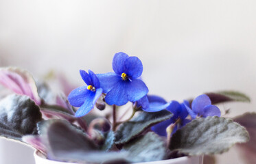 Blooming Saintpaulias, commonly known as African violets. Mini indoor plant. Light background. Selective focus