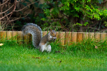 squirrel on the grass