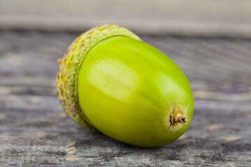 Green acorn on a wooden background.