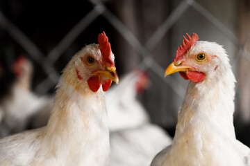 Several white chickens close-up behind a fence. Poultry farm for raising and breeding roosters.