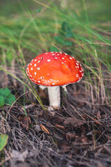 An inedible mushroom is a red fly agaric near a tree. Forest poisonous mushroom red fly agaric. Beautiful forest background with a red mushroom close-up.