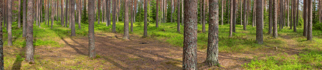 blueberry bushes in forest green landscape