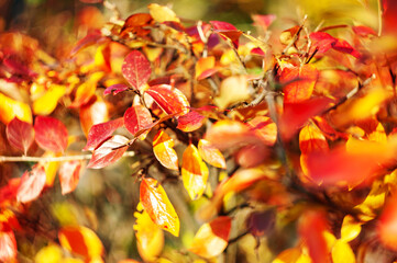 A background of autumn leaves.