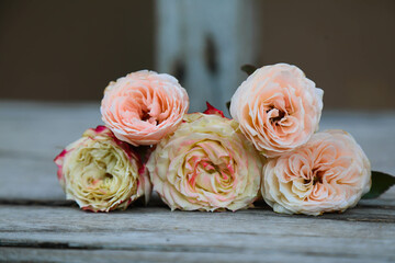 rose , home decoration roses