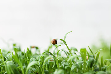 Fresh micro green sprouts, closeup