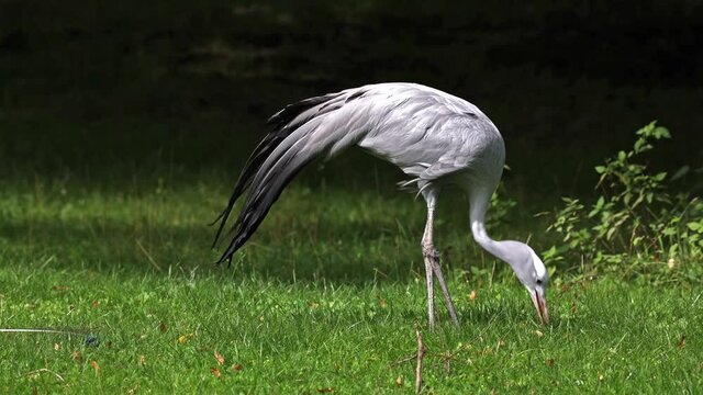 The Blue Crane, Grus paradisea, is an endangered bird specie endemic to Southern Africa. It is the national bird of South Africa