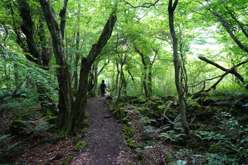Obraz premium a flourishing summer forest with a path
