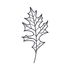 Hand Drawn Autumn Oak Leaf Contour or Outline Vector Illustration