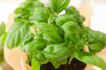 Fresh basil in pot on light background, closeup