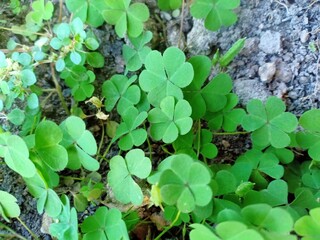 leaves in the garden