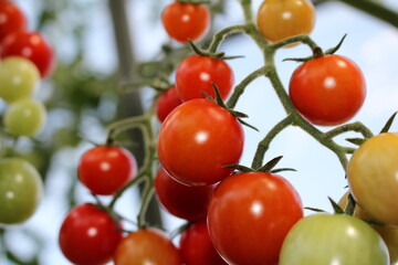 beautiful red tomatoes growing on a green bush in the garden