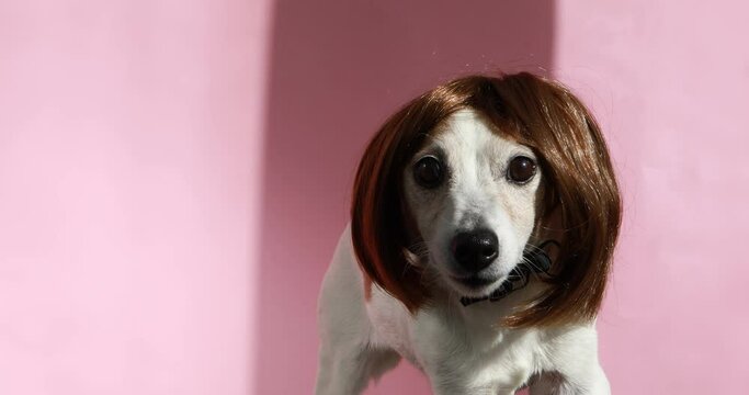 Cute pet jack russell terrier stands a dog in a wig bob on a pink background looks around and into the camera