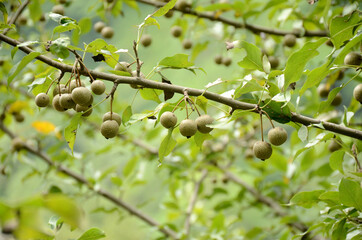 closeup the bunch ripe brown green tree fruit with leaves and branch growing in the forest.