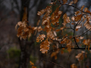 The beauty of an autumn misty forest