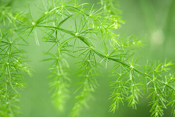 Closeup of green Asparagus Fern leaf