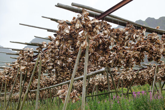 Dry-fish hanging to dry on R&oslash;st in Lofoten Norway. Norwegian culture.