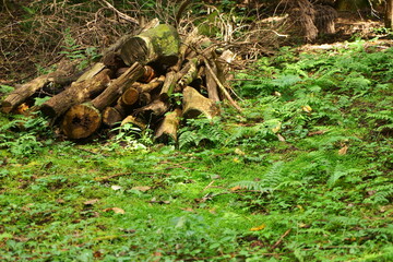 森でキャンプの薪用に集めた枝や木々