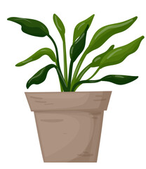 Spathiphyllum in a pot. Decorative home plant on a white background. Vector illustration. Vector illustration