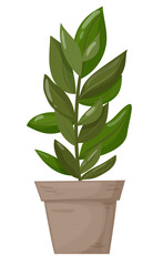 Ficus in a pot. Decorative home plant on a white background. great plant for your design. Vector illustration. Vector illustration