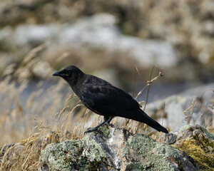 crow on a rock at the beach, in front of grass