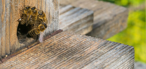 Arbeiterbienen an Bienenstockeingang