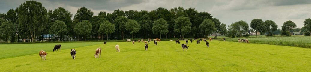 Panorama pastwiska z krowami na tle pochmurnego nieba