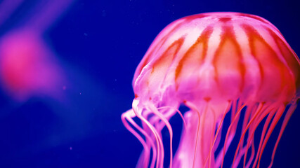 Wonderful marine inhabitants are posing in front of the camera!
