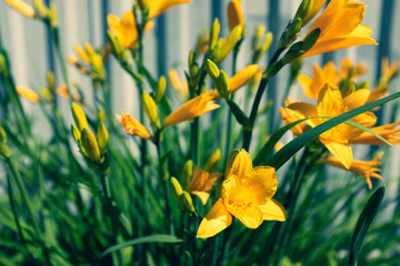 Blooming yellow lilies growing in the garden of a sunny day. Yellow lilies bush. Floral background. Picture for post, screensaver, wallpaper, postcard