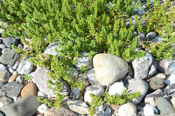 Closeup on a Sea Purslane cluster on a stone beach