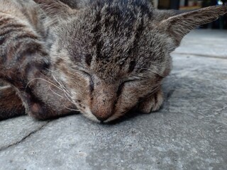 cat sleeping on the floor