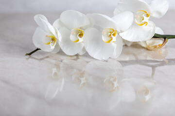 beautiful white orchid with reflection and copy space on marble light background, horizontal photo, beauty concept