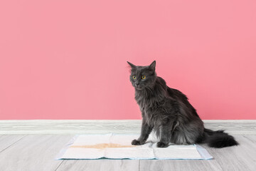 Cute cat on underpad with wet spot at home