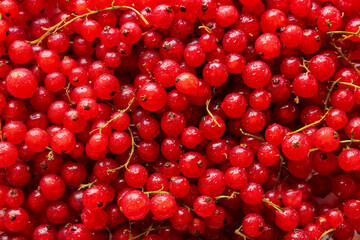 Fresh red currants as background