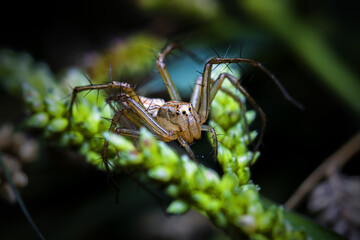 Little Spinny Spider in The Bush
