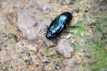 山の中にいた　ちょっと大きめのゴキブリ
