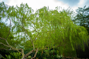 シンガポールの観光名所を旅行する風景 Scenes from a trip to Singapore's tourist attractions 