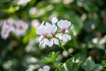 シンガポールの観光名所を旅行する風景 Scenes from a trip to Singapore's tourist attractions 