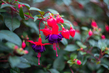 シンガポールの観光名所を旅行する風景 Scenes from a trip to Singapore's tourist attractions 