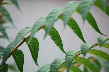 close-up of green patterned leaves