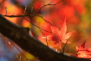 Close-up of maple leaves  and branches in autumn.  秋のもみじの葉と枝のクローズアップ