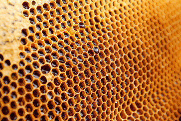 Texture of honey combs, closeup