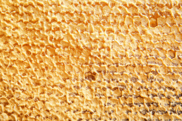 Texture of honey combs, closeup